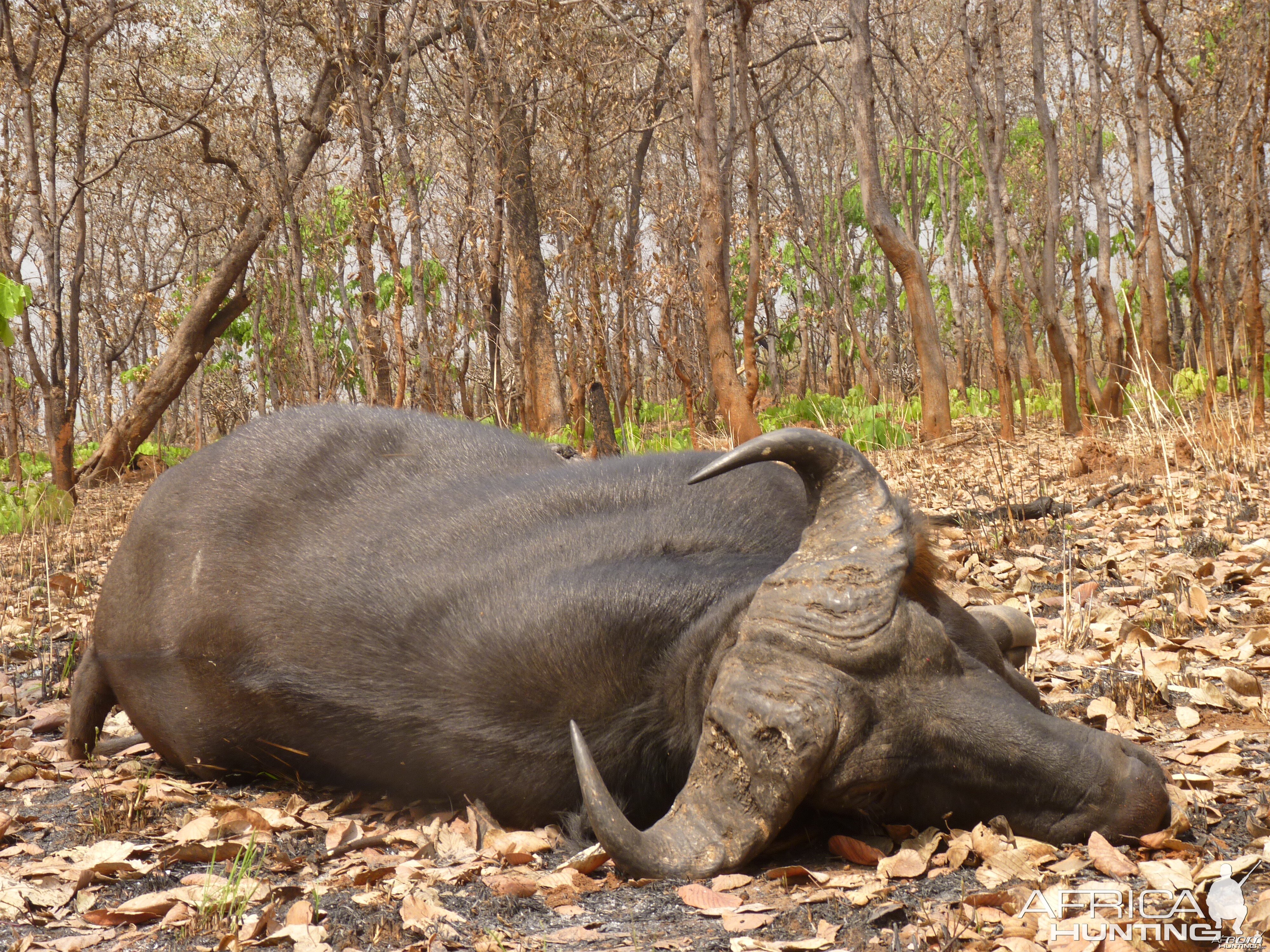 Hunting Buffalo in Central African Republic