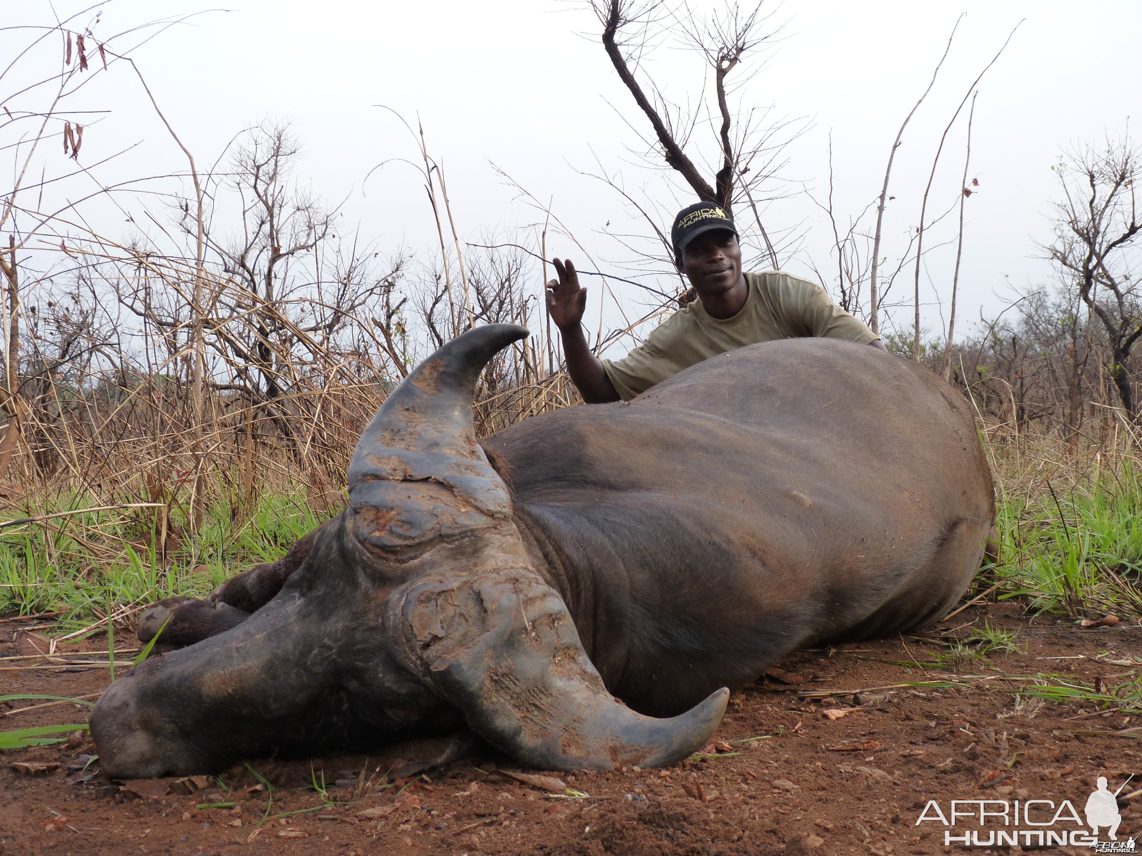 Hunting Buffalo in Central African Republic