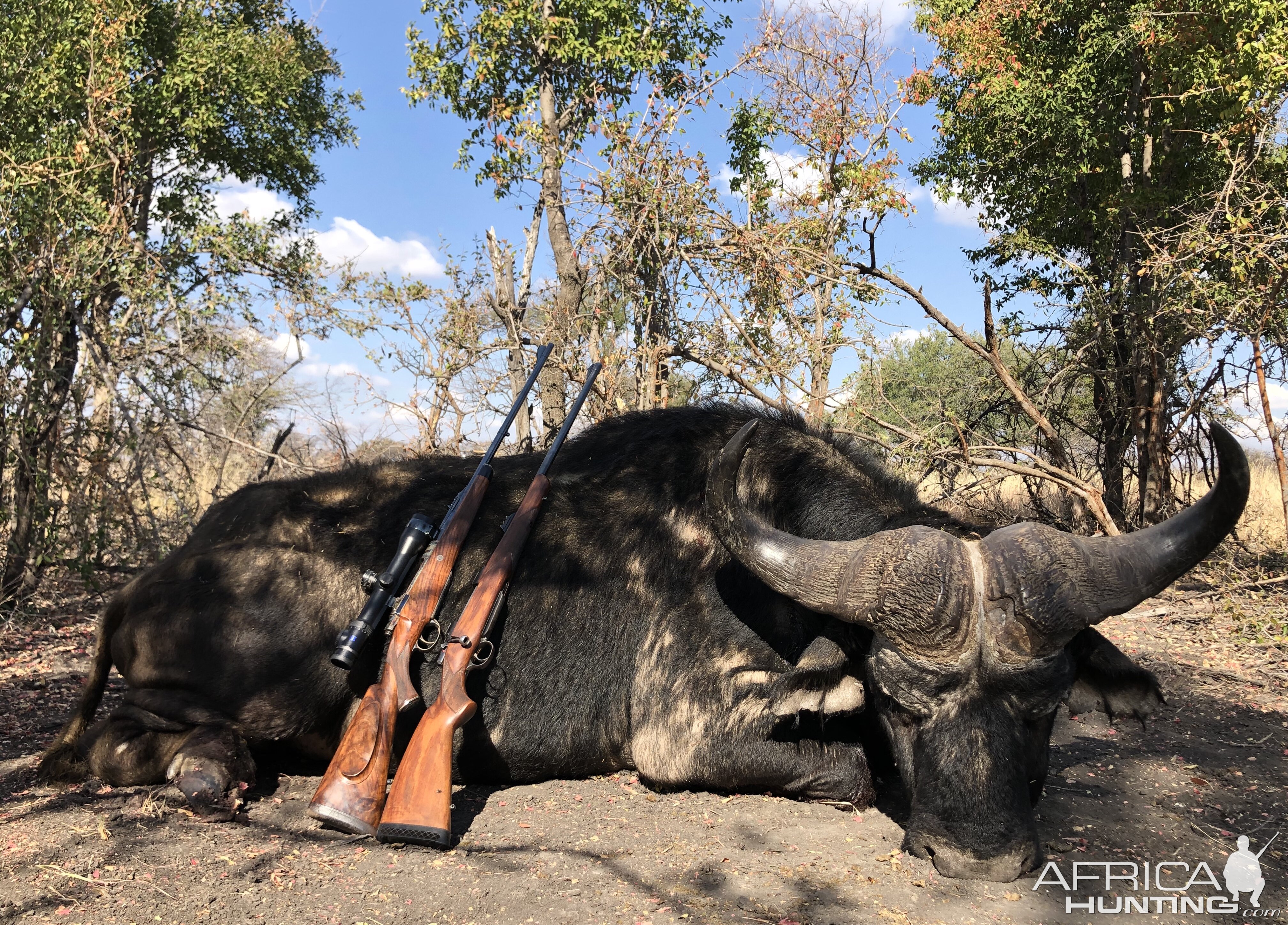 Hunting Buffalo in South Africa