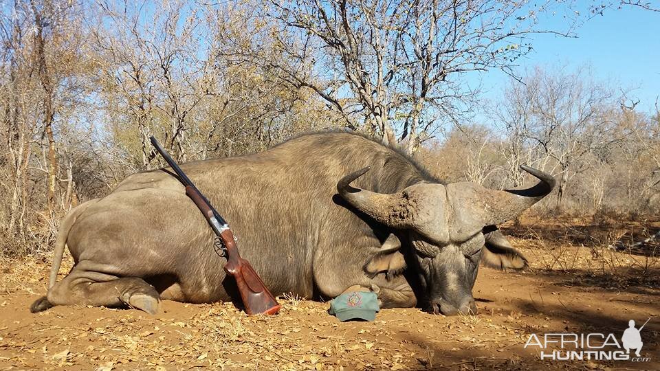 Hunting Buffalo in South Africa