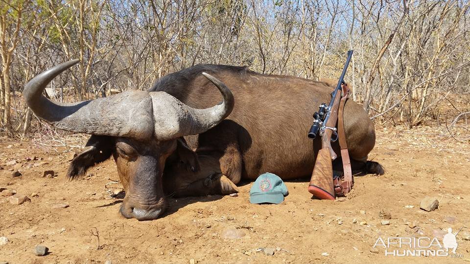 Hunting Buffalo in South Africa