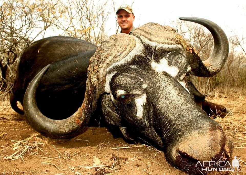 Hunting Buffalo in South Africa | AfricaHunting.com