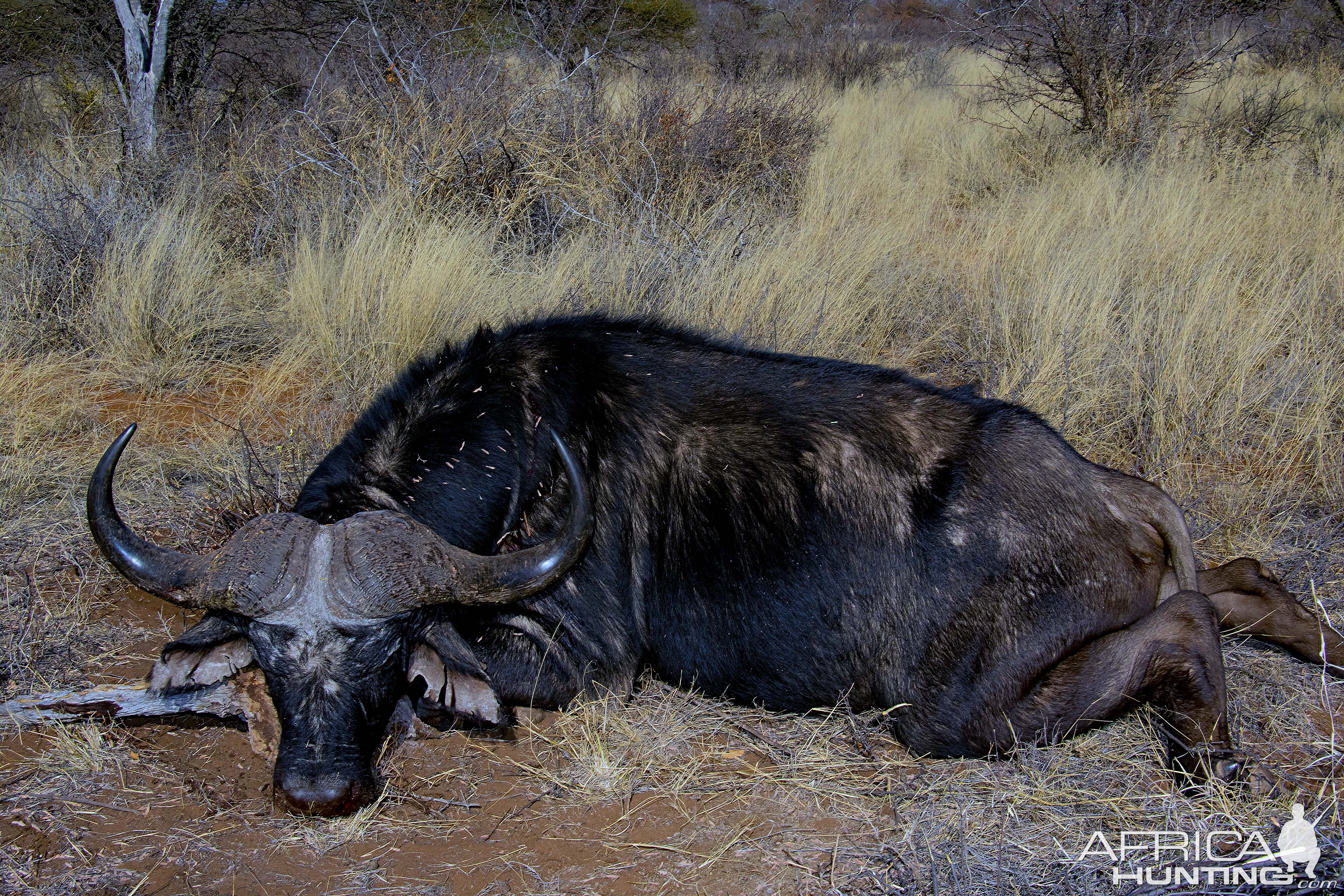 Hunting Buffalo in South Africa