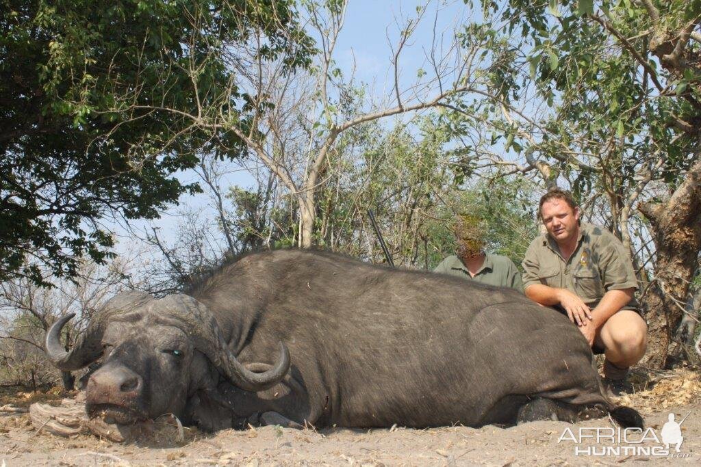 Hunting Buffalo Namibia