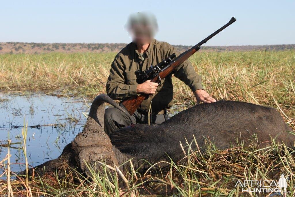 Hunting Buffalo Namibia