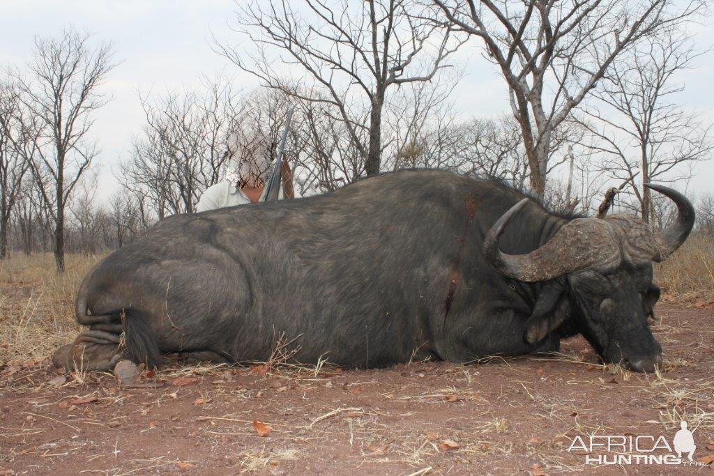 Hunting Buffalo Namibia