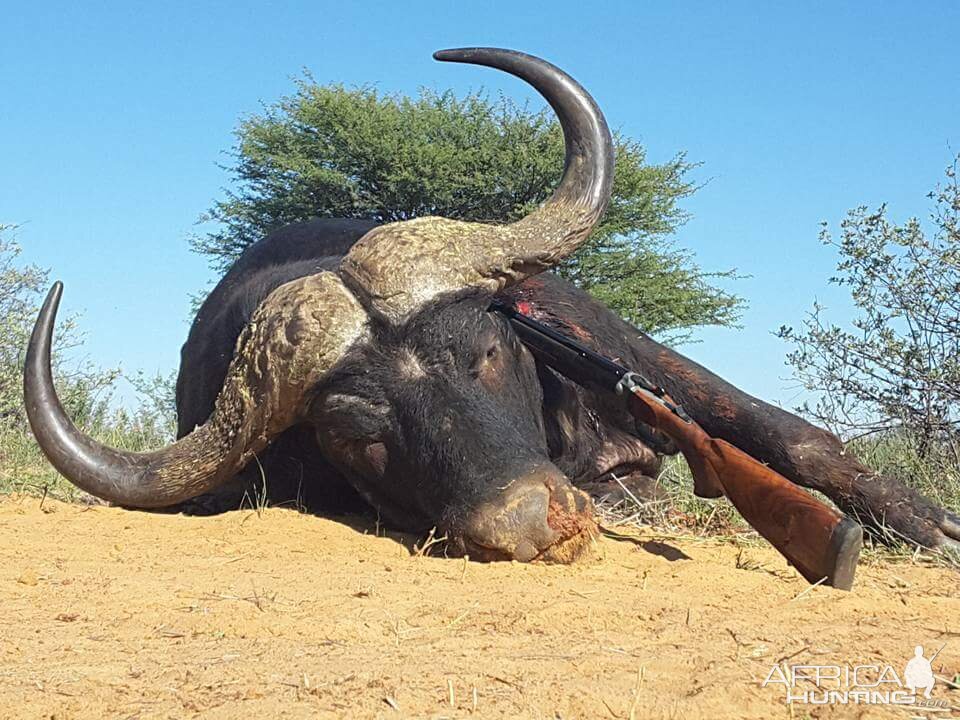 Hunting Buffalo South Africa