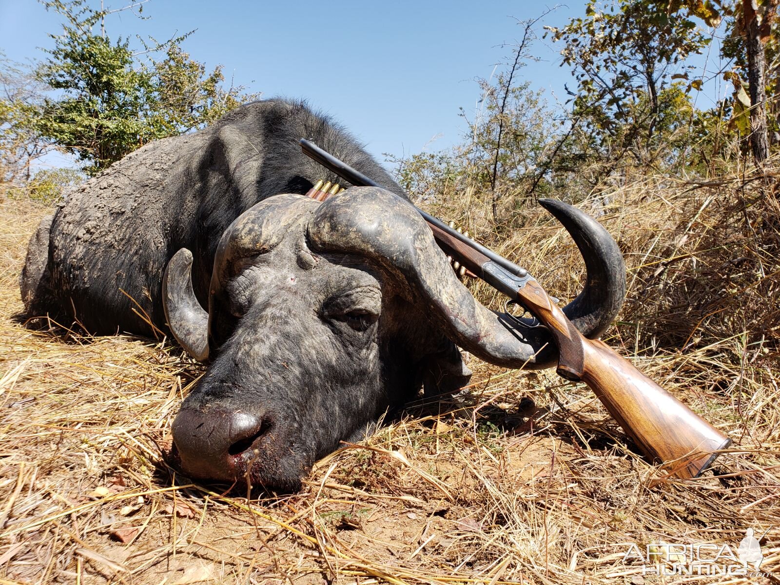 Hunting Buffalo Tanzania