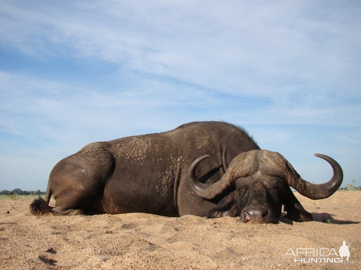 Hunting Buffalo with Pelandaba Safaris in Zimbabwe