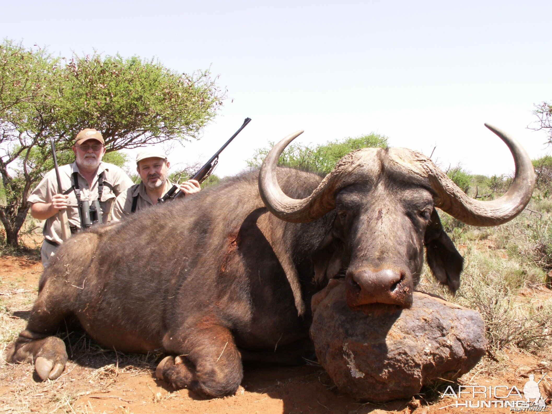 Hunting Buffalo with Wintershoek Johnny Vivier Safaris in SA