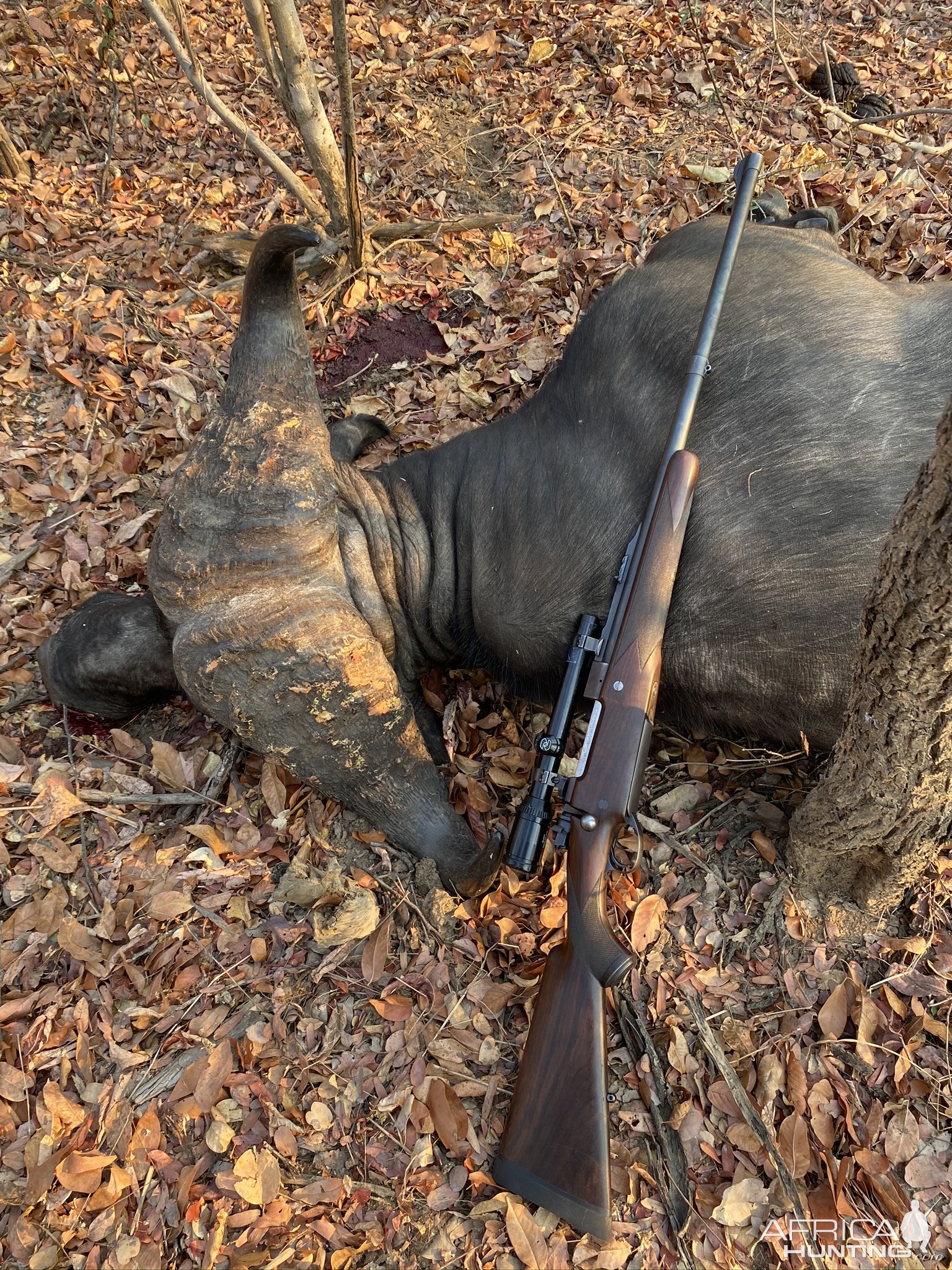 Hunting Buffalo Zambia