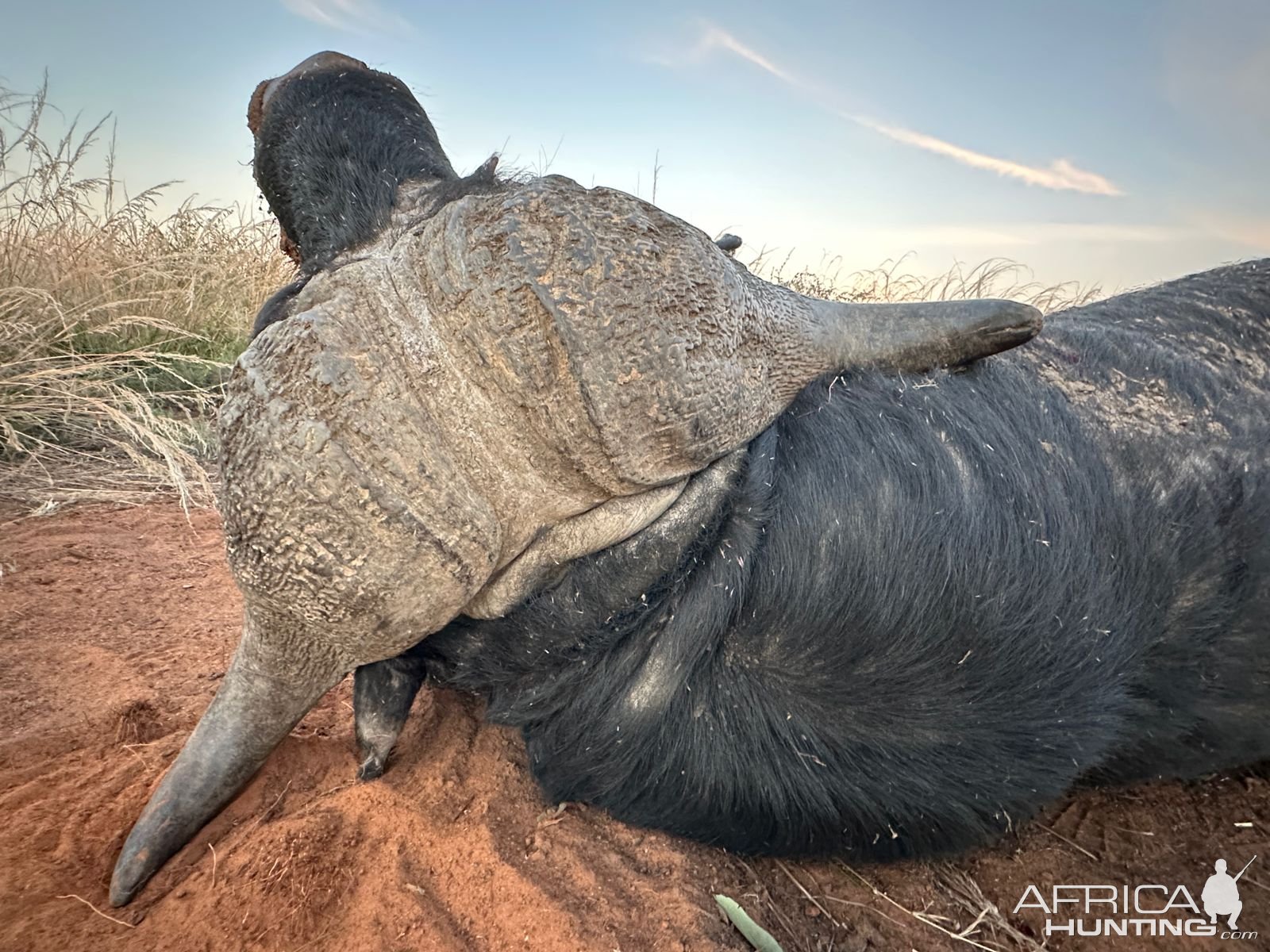 Hunting Buffalo