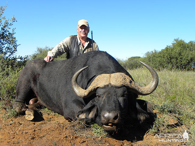 Hunting Buffalo