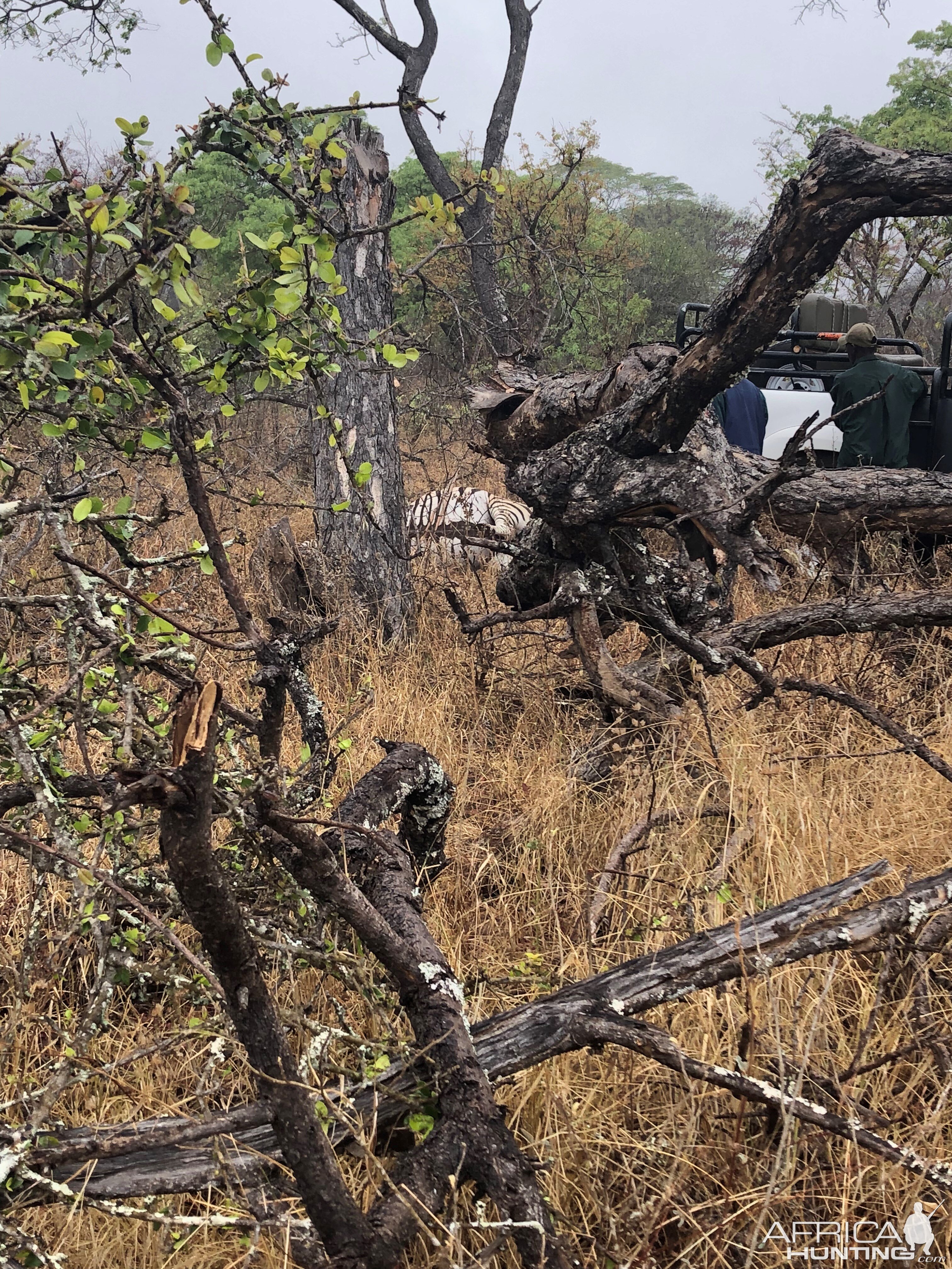 Hunting Burchell's Plain Zebra for bait Zimbabwe