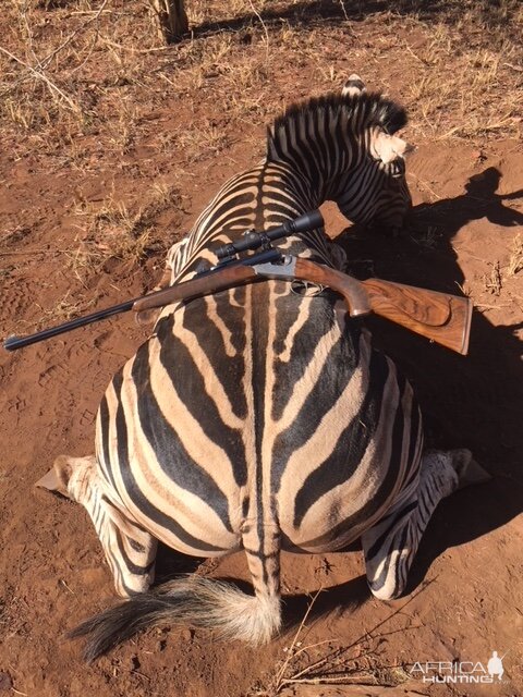 Hunting Burchell's Plain Zebra in South Africa