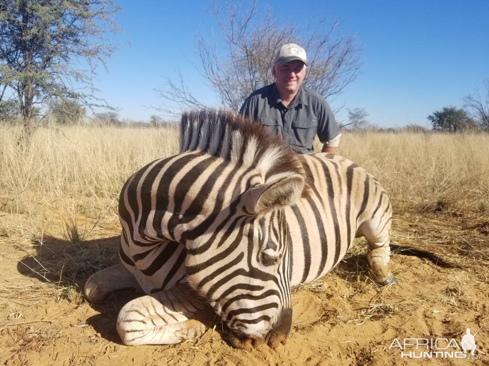 Hunting Burchell's Plain Zebra