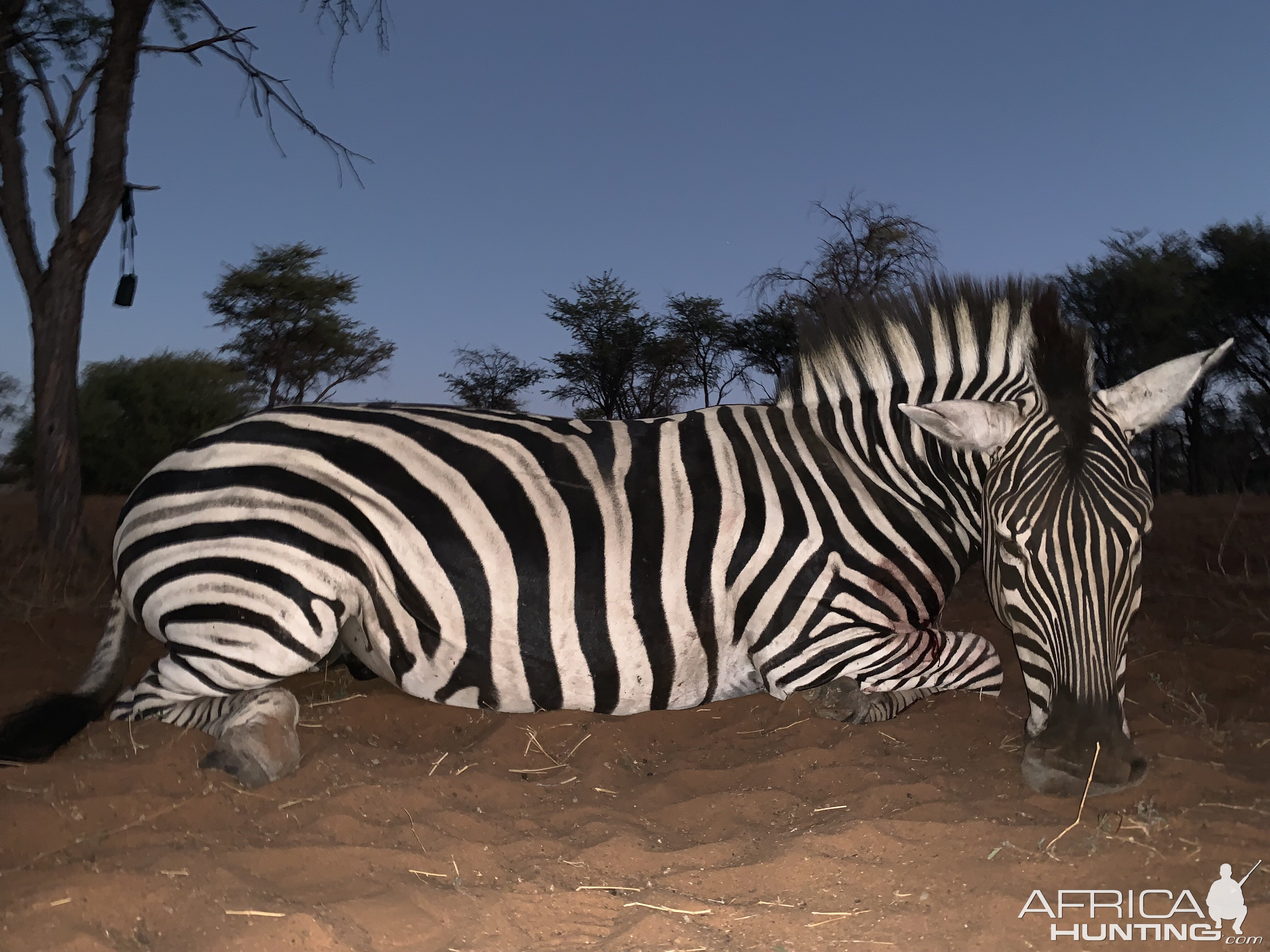 Hunting Burchell's Plain Zebra