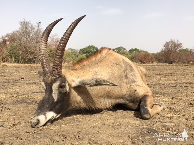 Hunting Burkina Faso Roan