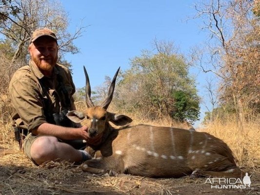 Hunting Bushbuck in Zimbabwe