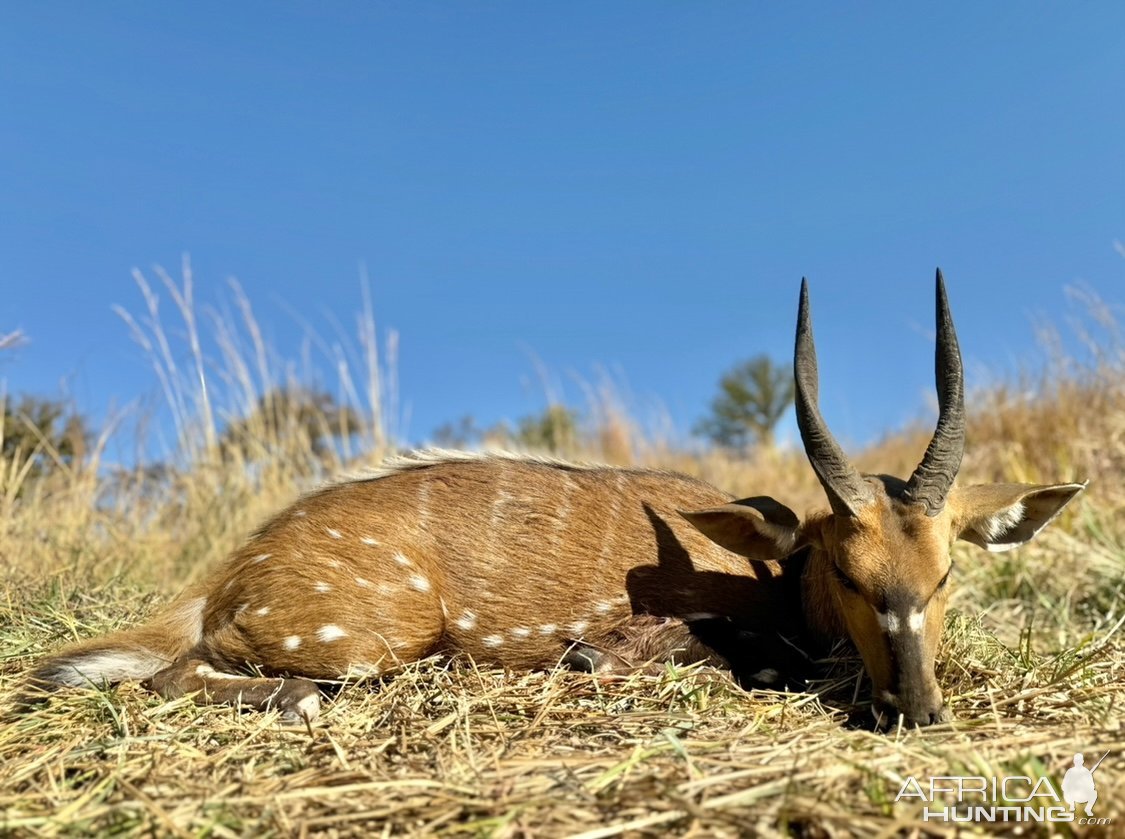 Hunting Bushbuck Zimbabwe