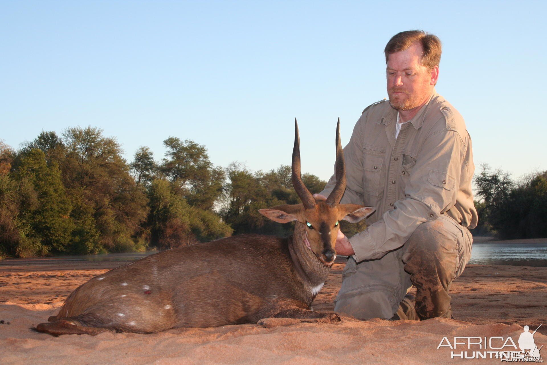 Hunting Bushbuck