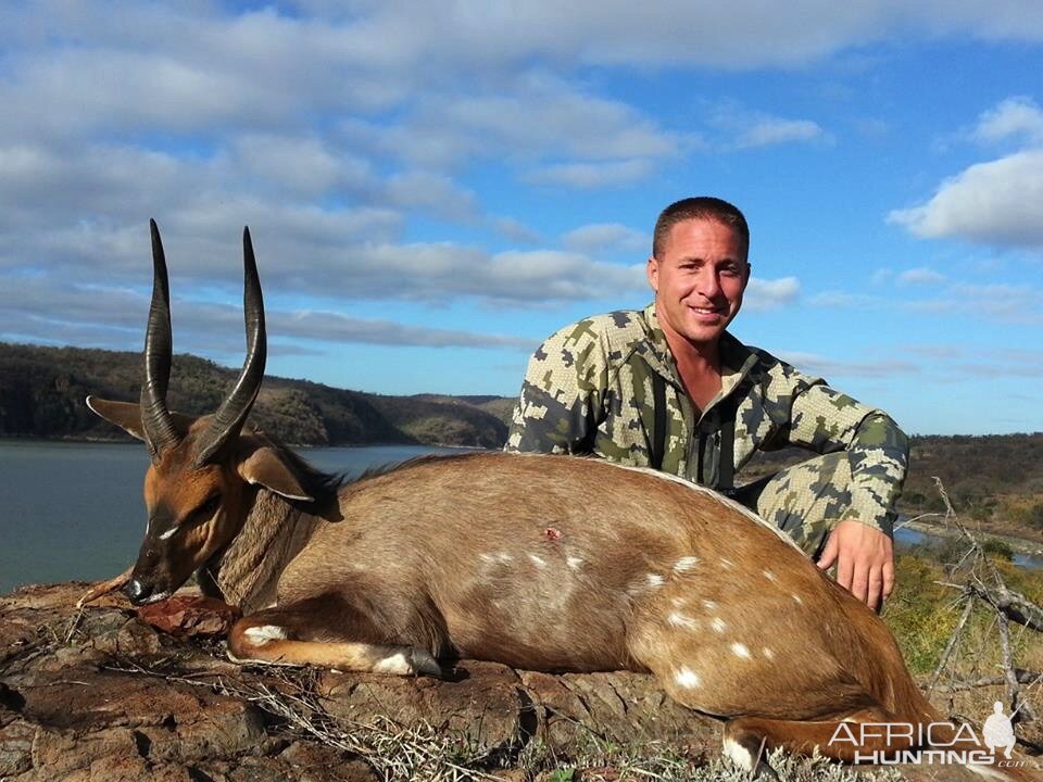 Hunting Bushbuck