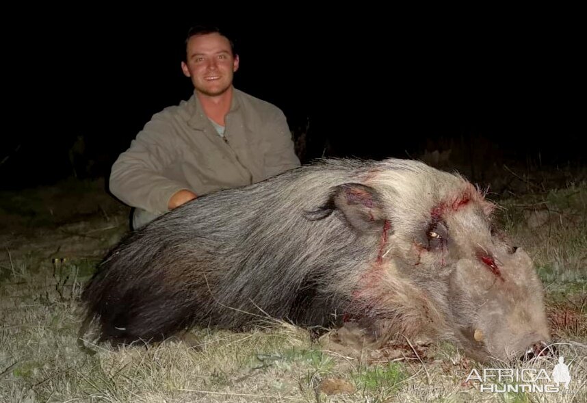 Hunting Bushpig in South Africa