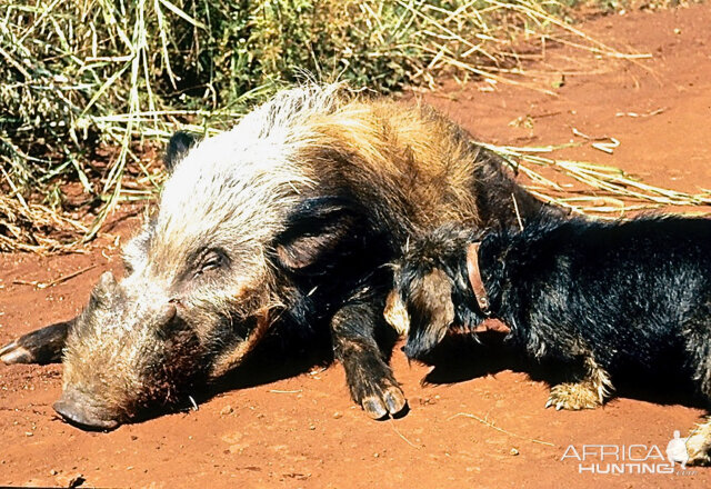 Hunting Bushpig in South Africa