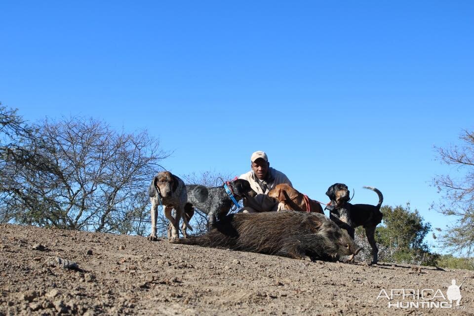 Hunting Bushpig in South Africa