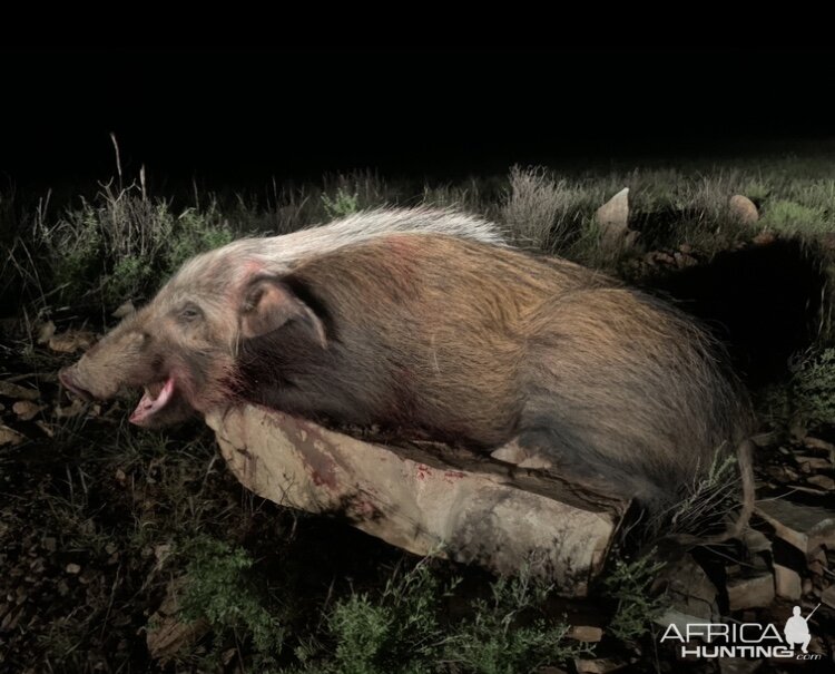 Hunting Bushpig in South Africa