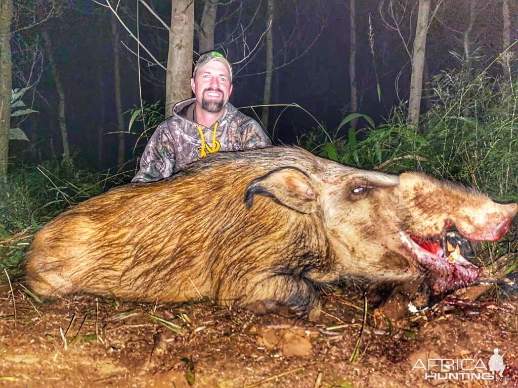 Hunting Bushpig South Africa