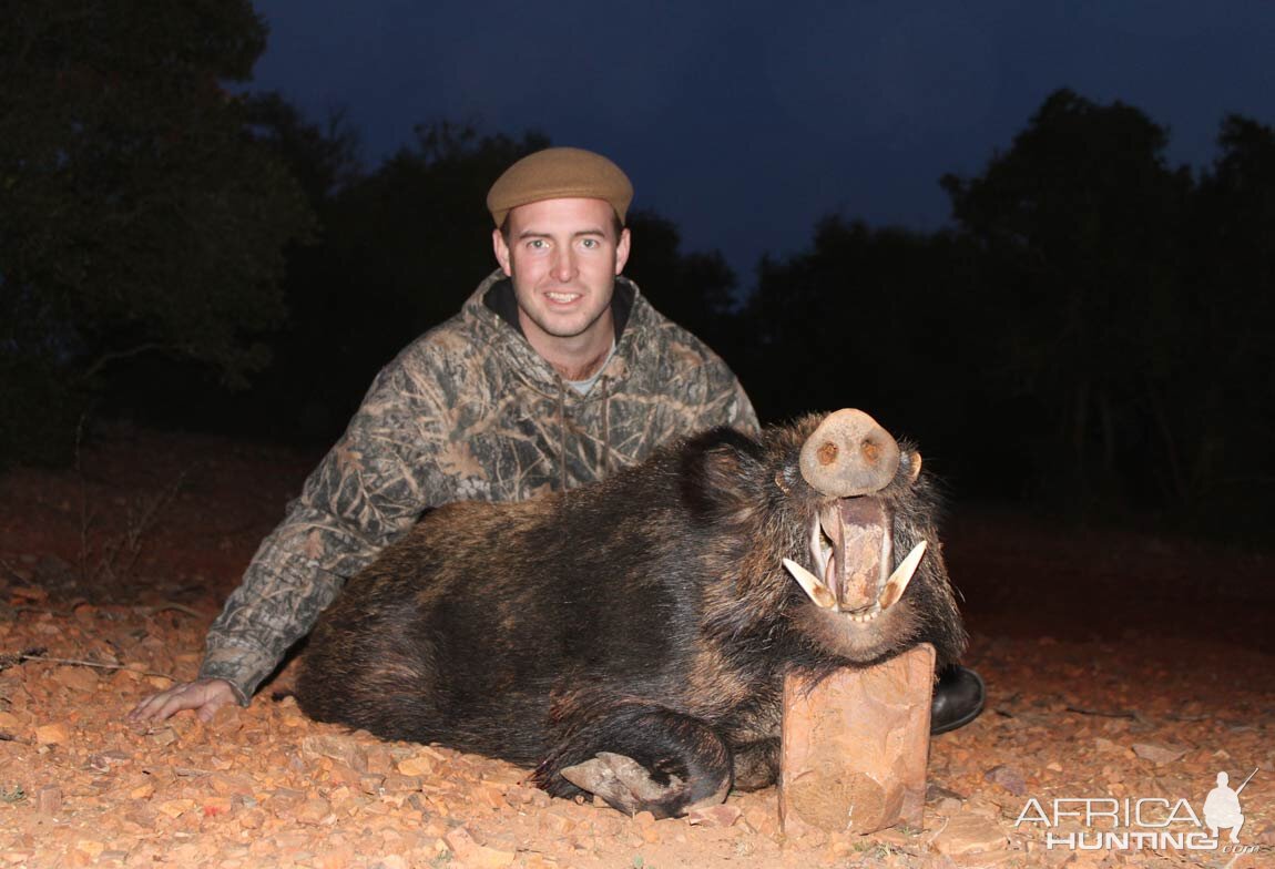 Hunting Bushpig South Africa