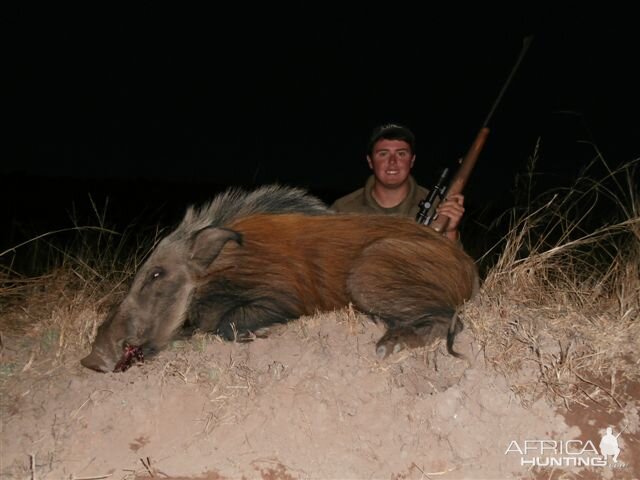 Hunting Bushpig South Africa