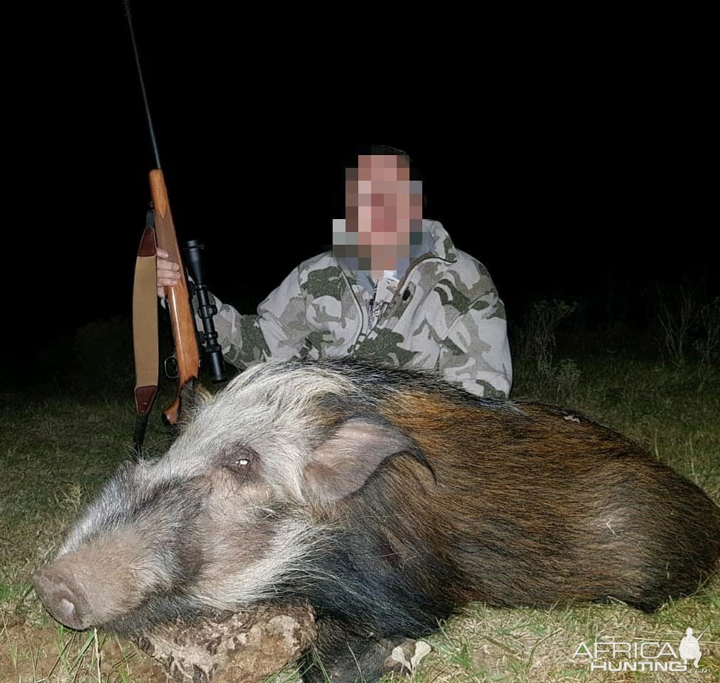 Hunting Bushpig South Africa