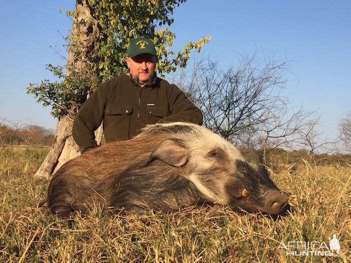 Hunting Bushpig Zimbabwe