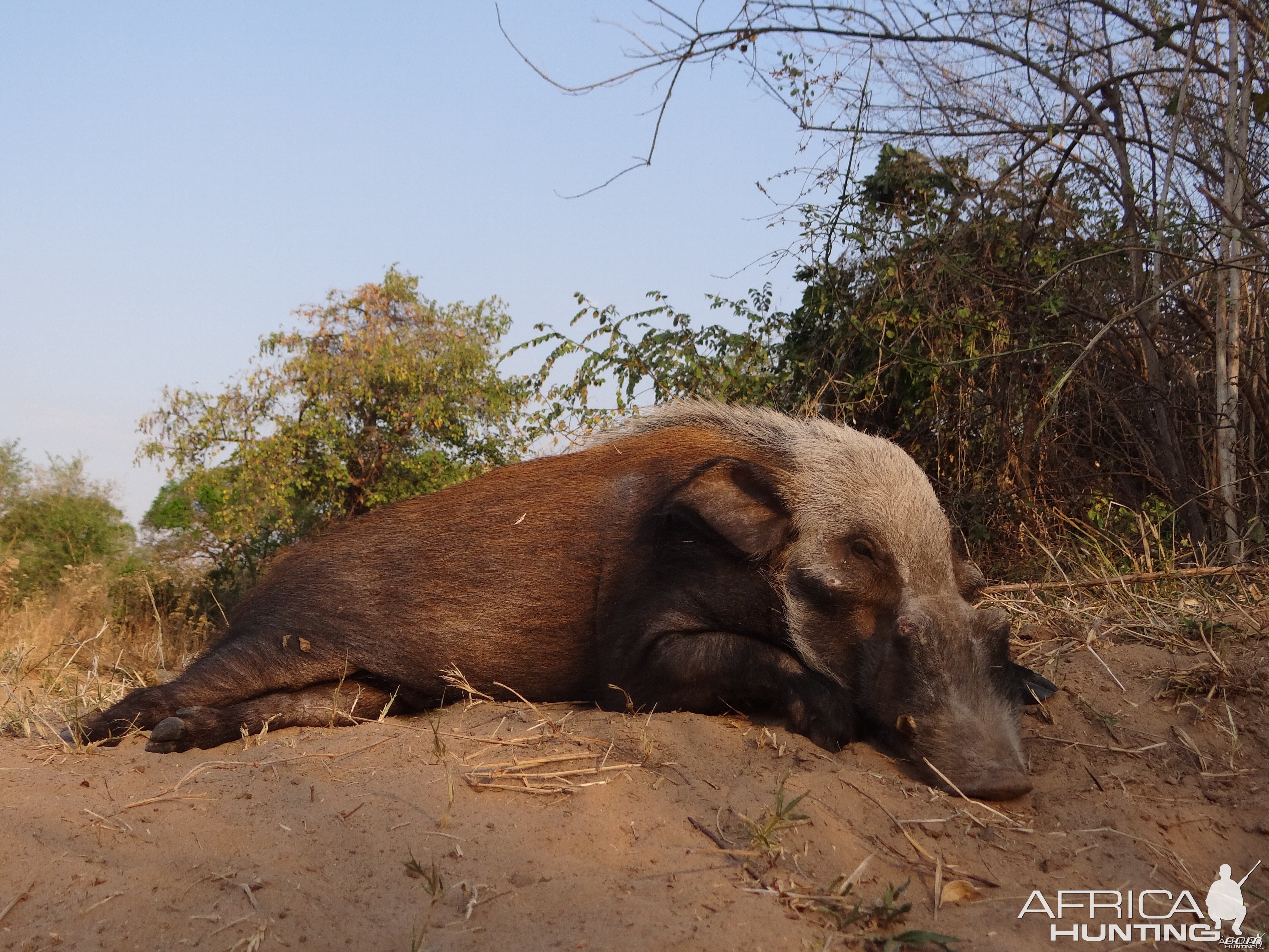 Hunting Bushpig