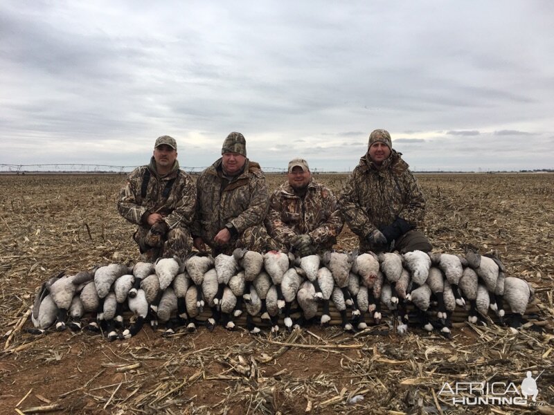 Hunting Cackling Goose