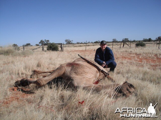 Hunting Camel in Australia