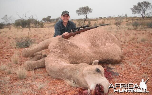 Hunting Camel in the Australian Outback