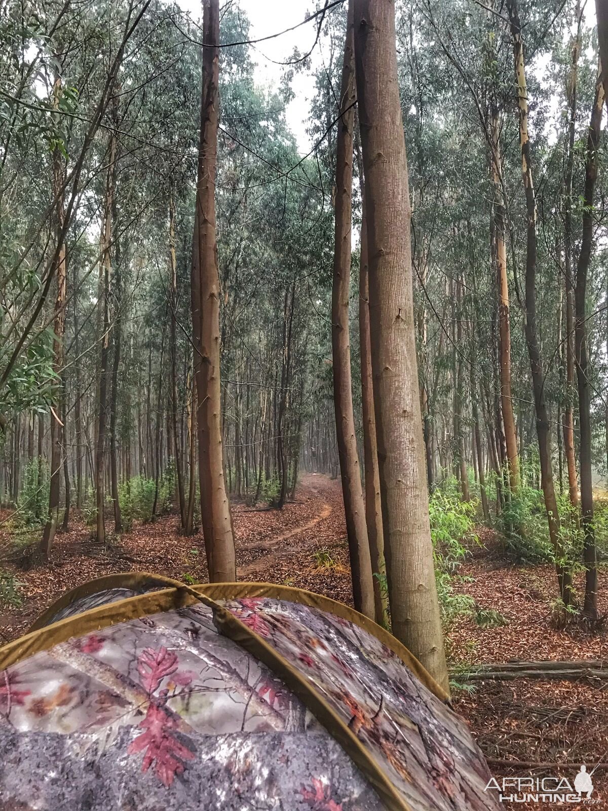 Hunting Camp Limpopo South Africa