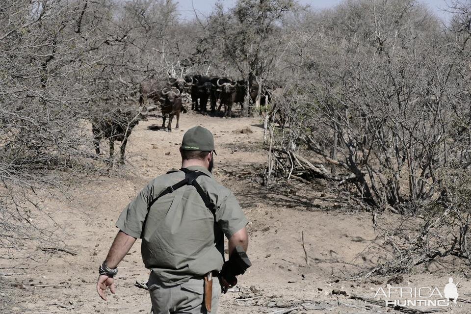 Hunting Cape Buffalo in South Africa