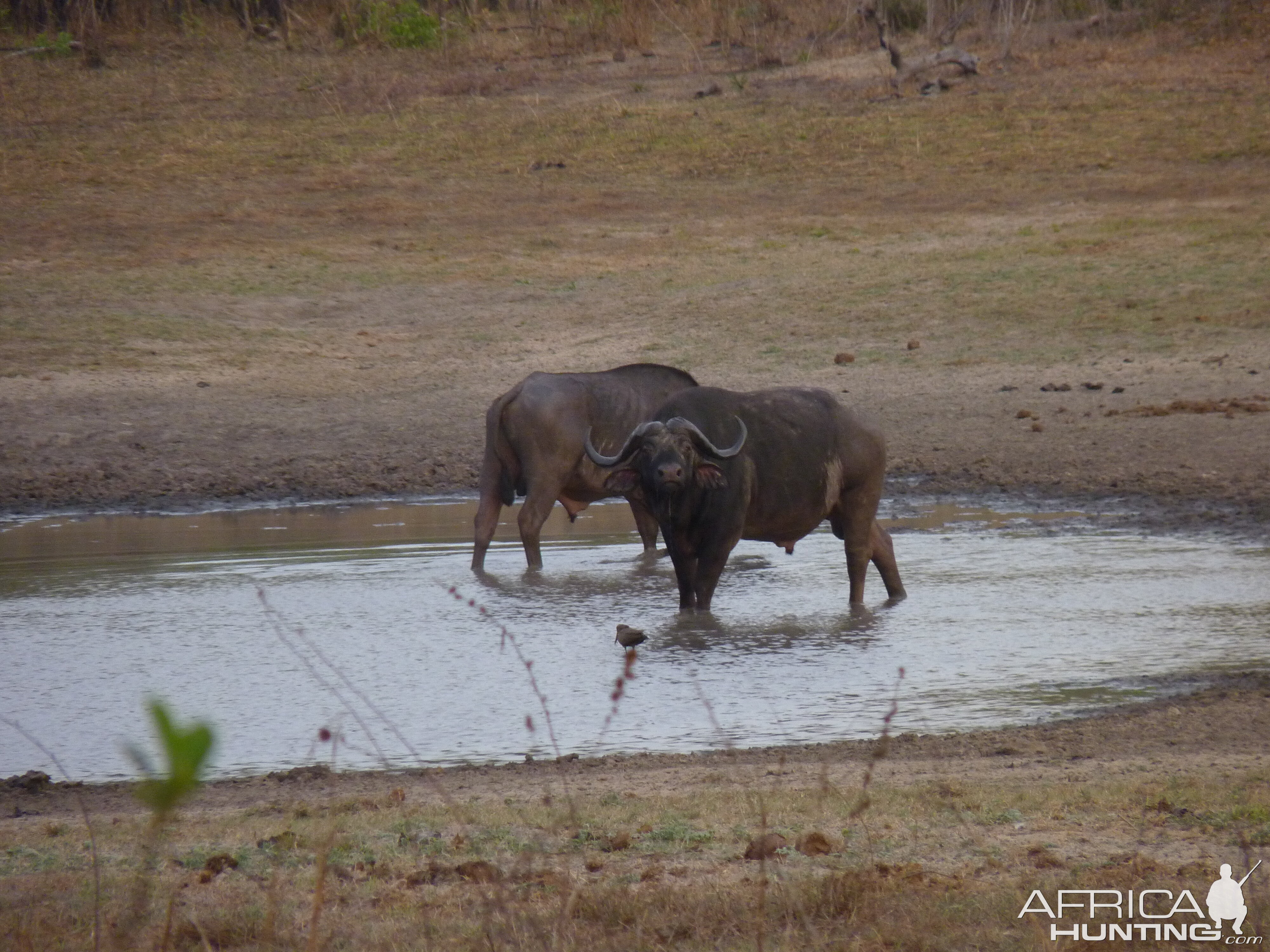 Hunting Cape Buffalo in Tanzania