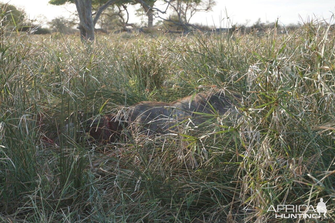 Hunting Cape Buffalo in Zimbabwe | AfricaHunting.com