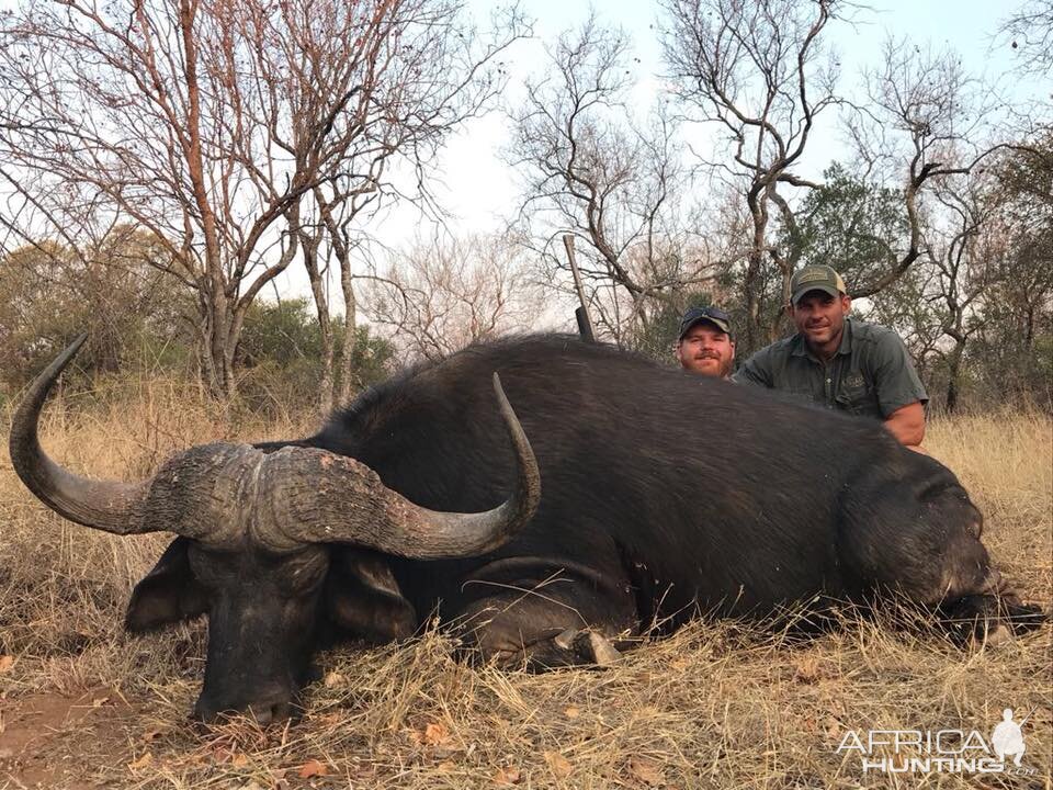 Hunting Cape Buffalo South Africa