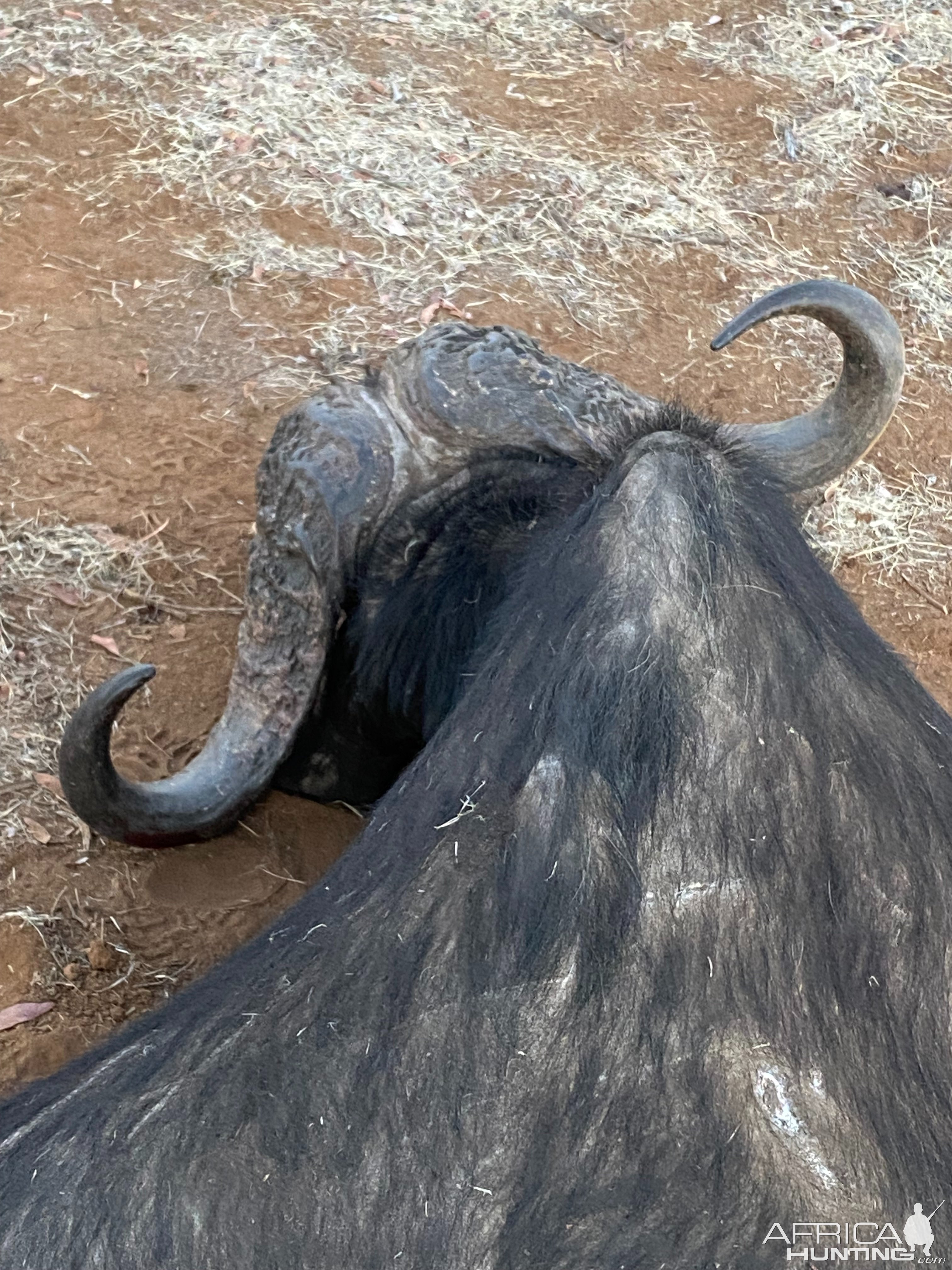 Hunting Cape Buffalo Zimbabwe