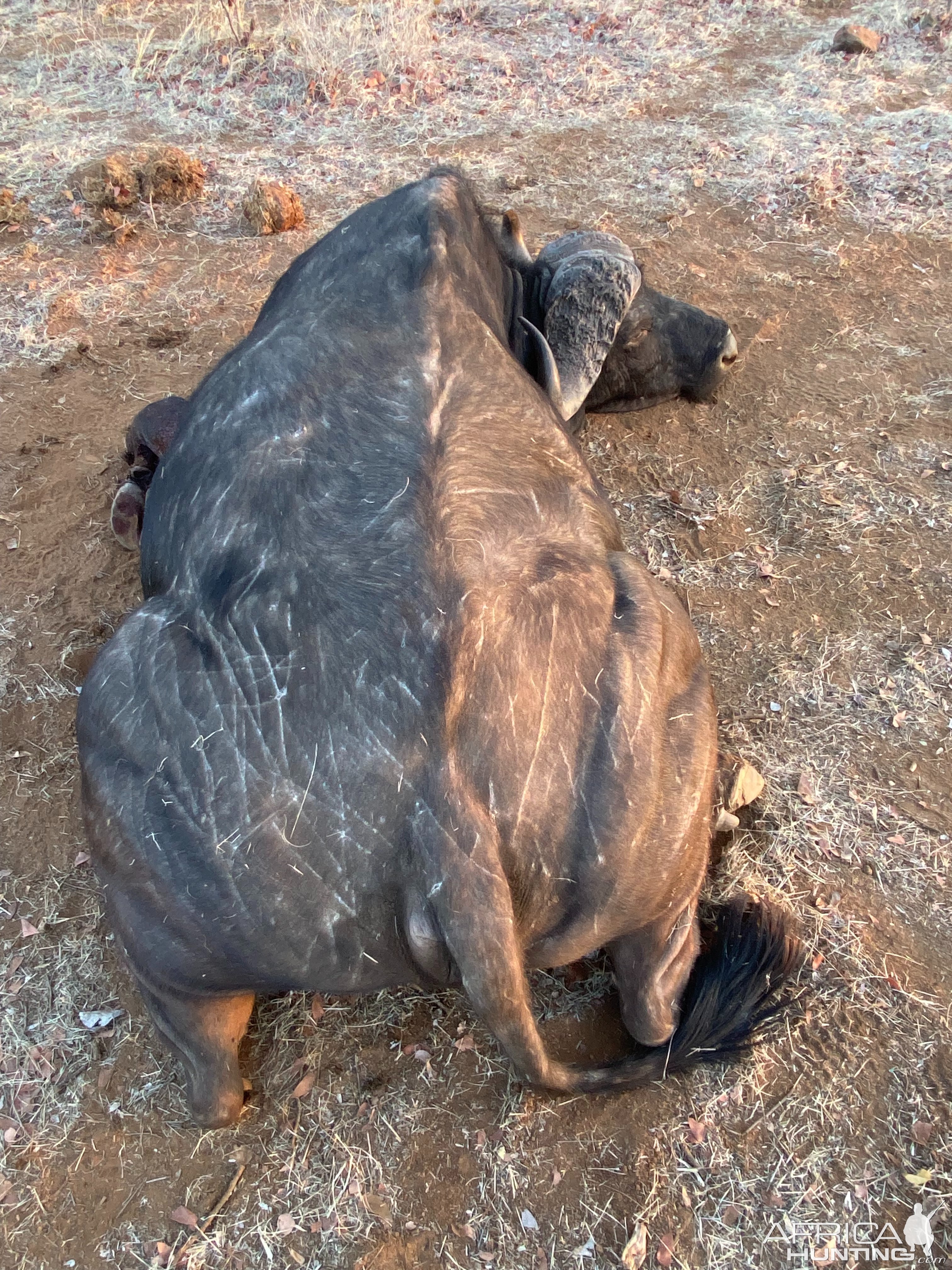 Hunting Cape Buffalo Zimbabwe