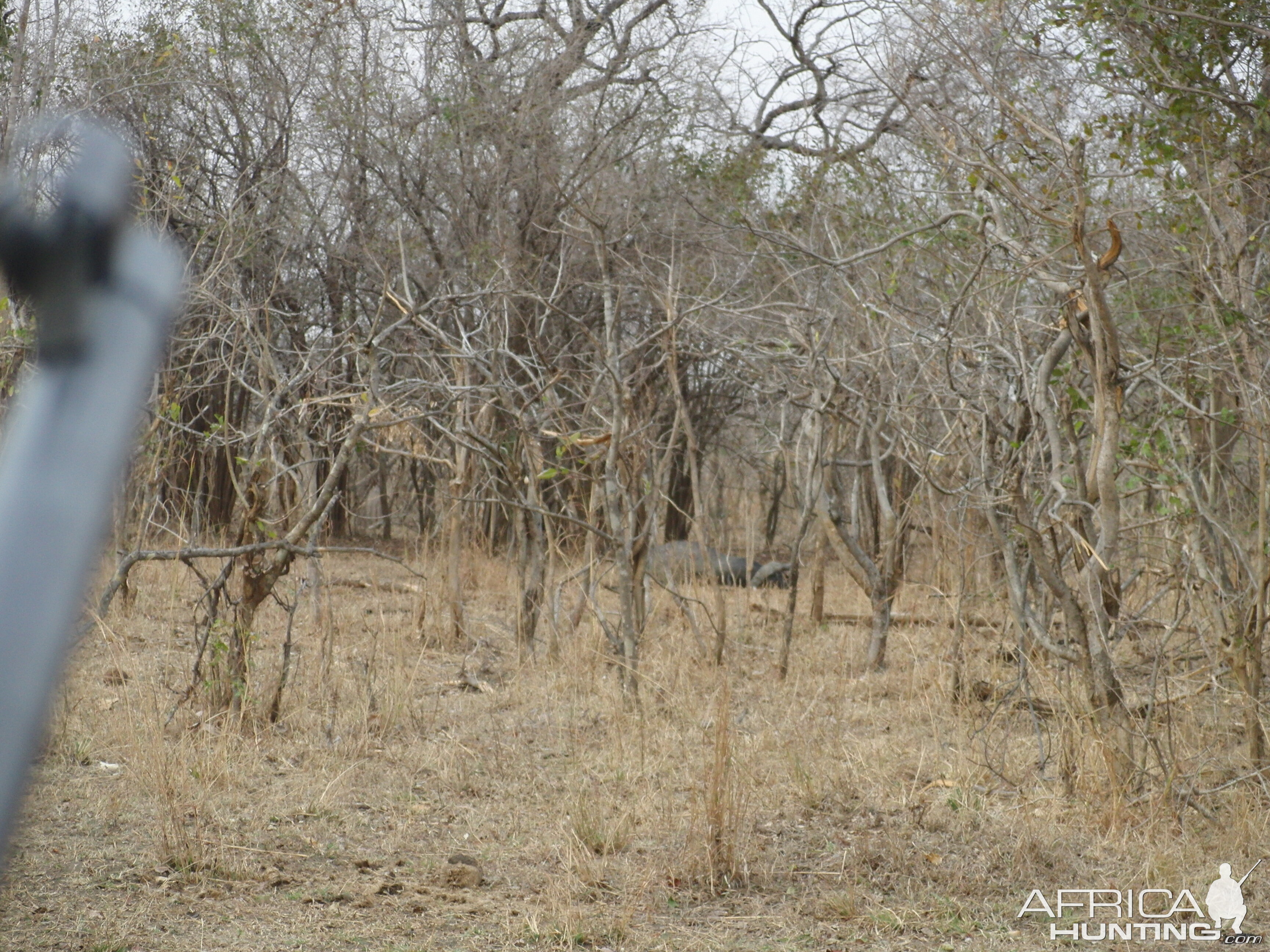 Hunting Cape Buffalo