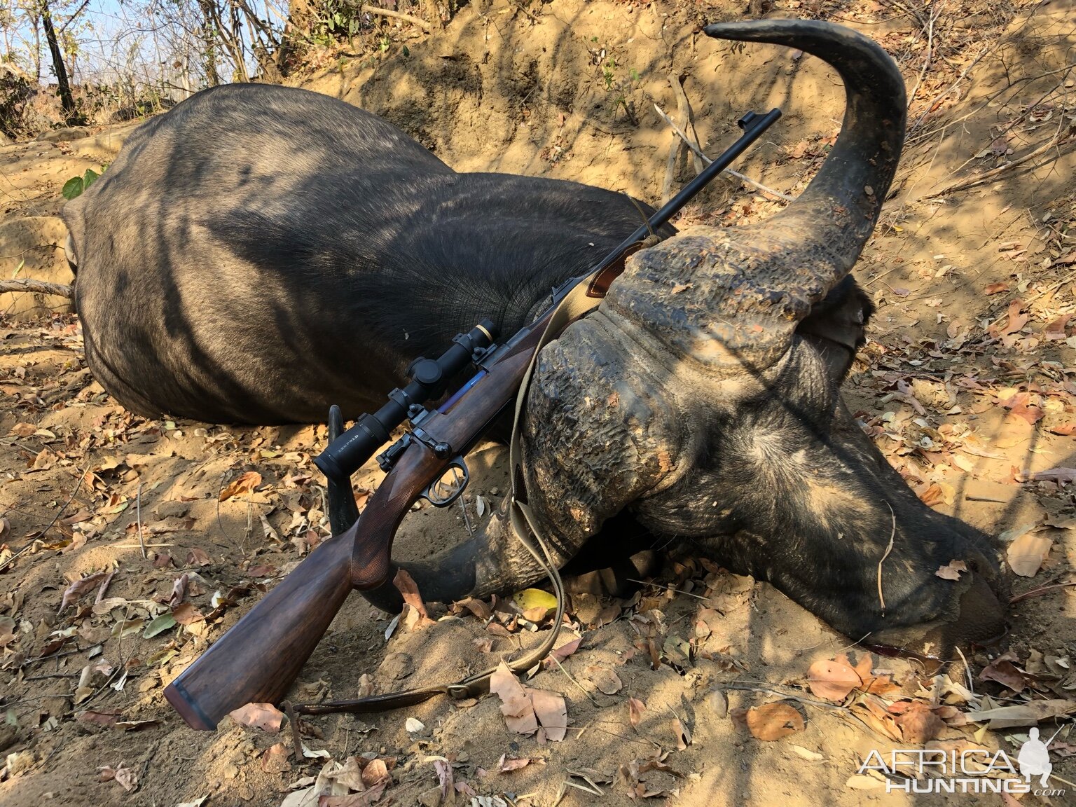 Hunting Cape Buffalo