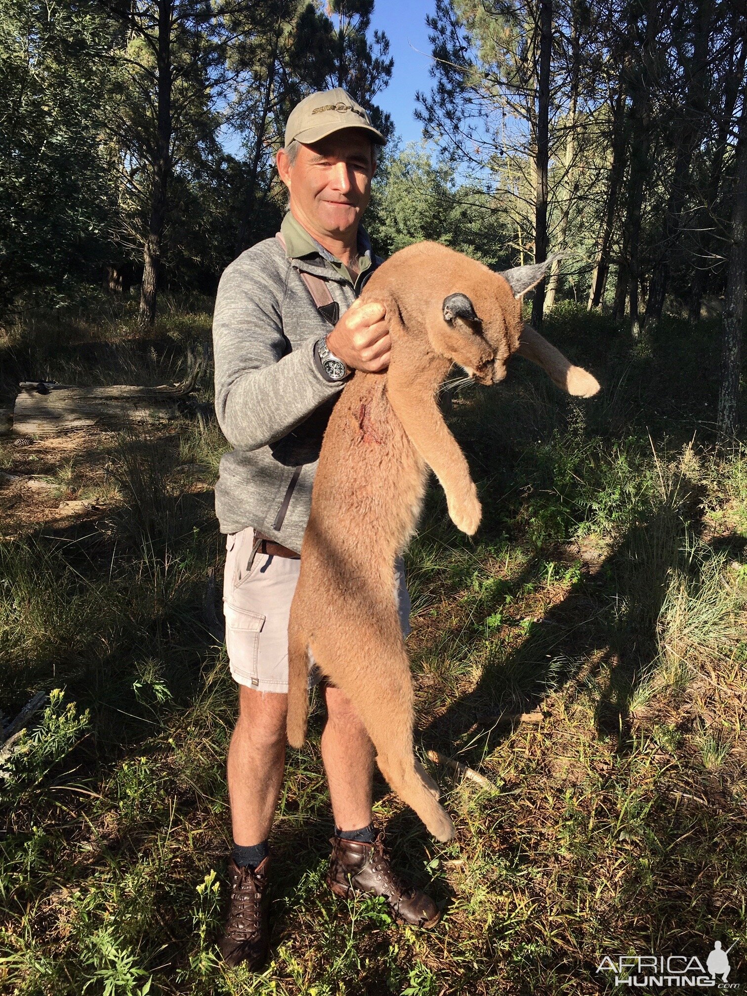 Hunting Caracal in South Africa