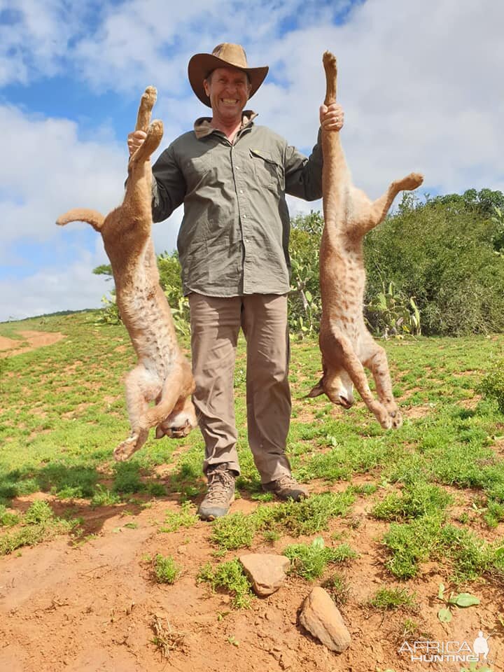 Hunting Caracal in South Africa